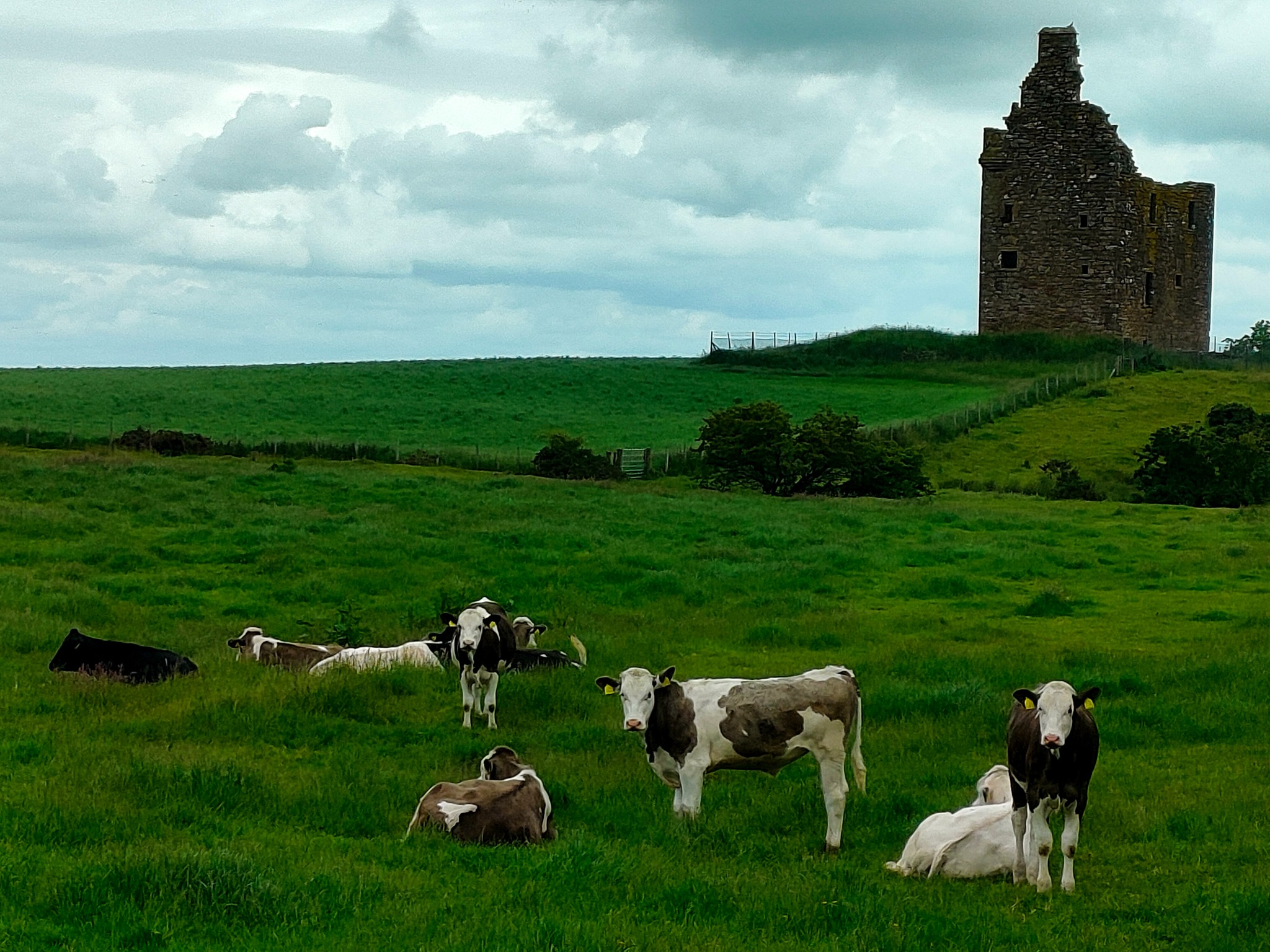 Baltersan Castle beyond pasture with cattle in the foreground